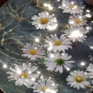 Meet your Posher, Daurily